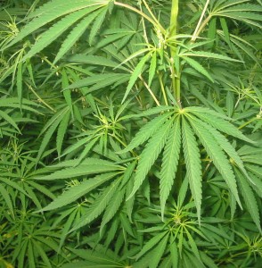 Piantagione di marijuana o cannabis