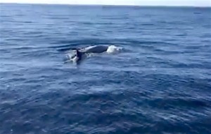 avvistamento-balene-augusta-2