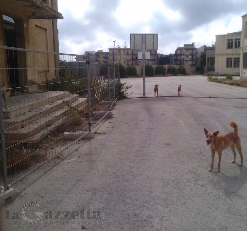 Cani randagi nella cittadella degli studi di Augusta